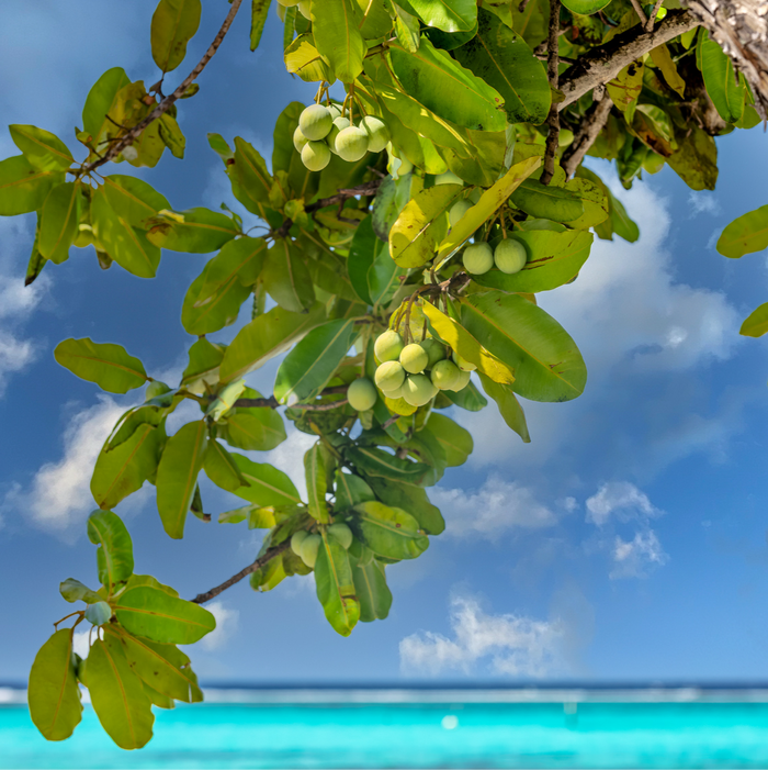 HONUA Surfrider Hair and Skincare of Natural Origin from Okinawa