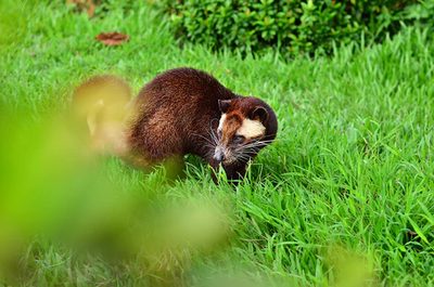 Legendary Coffee: Wild Kopi Luwak [White Can] 80g