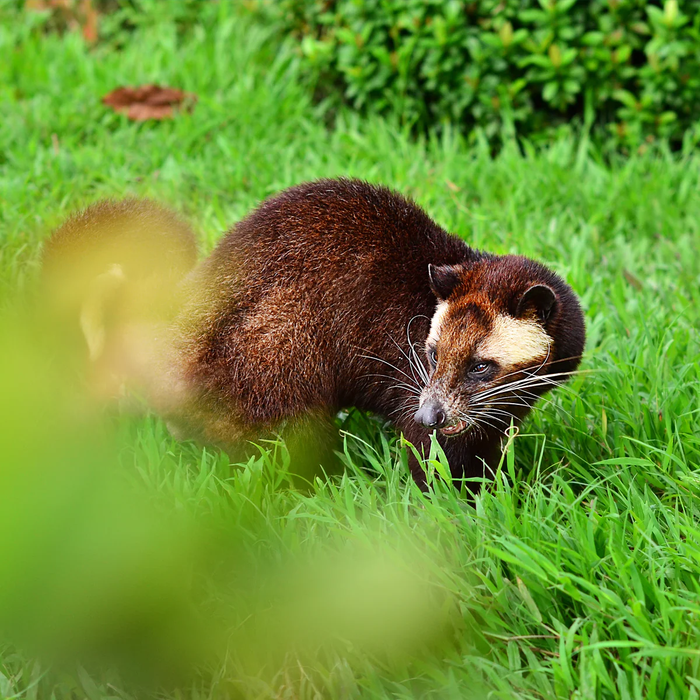 Kopi Luwak – The World's Rarest Coffee (200g / 500g)