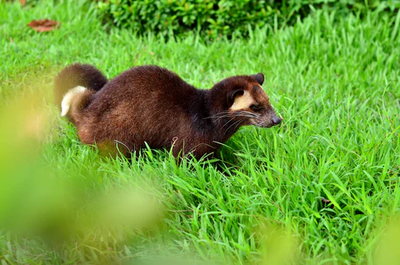 Kopi Luwak – The World's Rarest Coffee (200g / 500g)