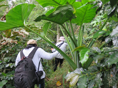 Kopi Luwak – The World's Rarest Coffee (200g / 500g)