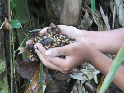 Kopi Luwak – The World's Rarest Coffee (200g / 500g)