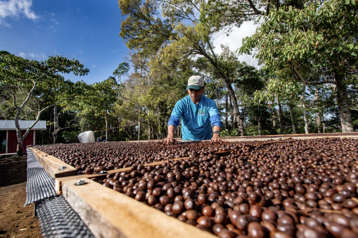 Rare Coffee Single-Origin Panama Geisha [200g/500g bags]