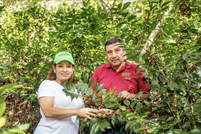 Rare Coffee Single-Origin Panama Geisha [200g/500g bags]