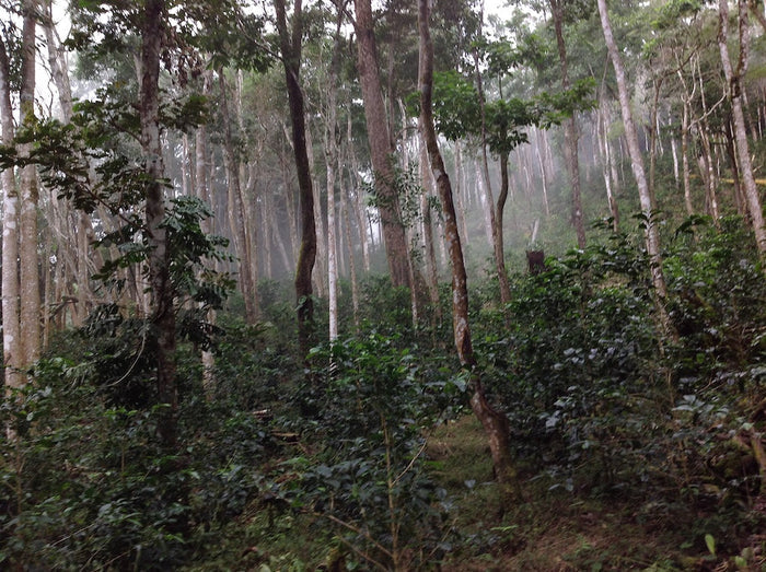 Rare Coffee Single-Origin Panama Geisha [200g/500g bags]