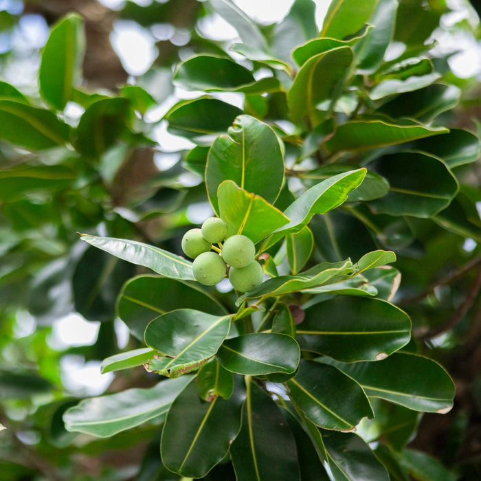 HONUA Surfrider Hair and Skincare of Natural Origin from Okinawa